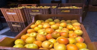 Mutta Kayısı Üreticisi Fiyatlardan, Tüccar Kaliteden Memnun