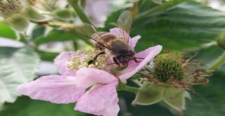 Ordu, Dünya Balının Yüzde 1İni Üretiyor