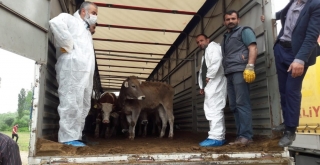 Çaycumada 198 Düve Dağıtıldı