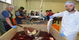 Trabzondan Uzakdoğuya Somon İhracı