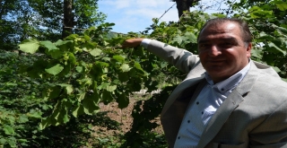 Arslantürk Dünya Fındık Rekoltesi Tahminini Değerlendirdi