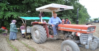 Bafralı Tütün Üreticileri Destek İstiyor