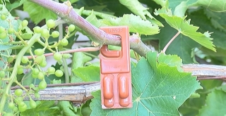 (Özel) Bağlarda Salkım Güvesine Karşı Biyolojik Mücadele