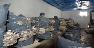 Düzce Üniversitesi Tıbbi Ve Yenilebilir Mantar Üretimine Başladı