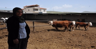 Niğdede Hayvancılık Gelişiyor