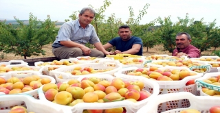 (Özel Haber) Kayısıda Bu Yıl Rekolte De Fiyatlar Da Beklentiyi Karşılamadı