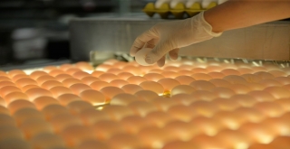 Türkiyeden İhraç Edilen Her 3 Yumurtadan Biri Kayseriden