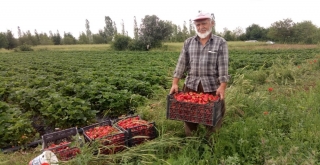 Yedi Veren Çileği Üreticinin Yüzünü Güldürdü
