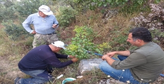 Menengiç Ağaçları Antep Fıstığı Verecek