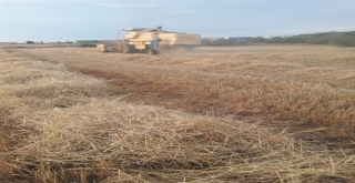 Tmo Hububat Alımına Başlıyor