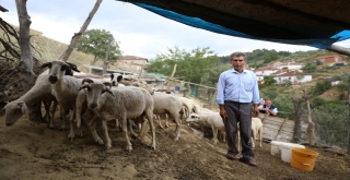 (Özel) Göçten Vazgeçip Hayvancılığa Başladılar