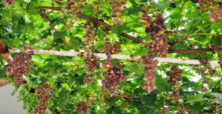 Sarıgölde Haziran Üzümü İlgi Gördü