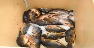 Salihliden Slovakyaya Aynalı Sazan İhracatı