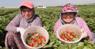 Mersinde Çilek Üreticileri Sezonu Mutlu Kapattı