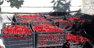 Artvinde Kiraz Hasadı Başladı