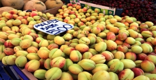 Yaş Kayısıya Yoğun İlgi