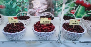 Kirazın Yüzde 7Si Amasyadan