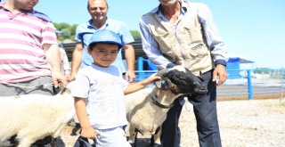 Büyükşehir Hayvancılığı Desteklemeye Devam Ediyor