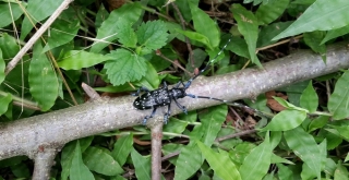 Drakulanın Sesten Etkinlendiği Belirlendi