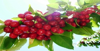 Tarsimden Üreticilere 151 Milyon Tl Hasar Ödemesi