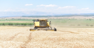 Kahramanmaraşta Hububat Hasadı Başladı