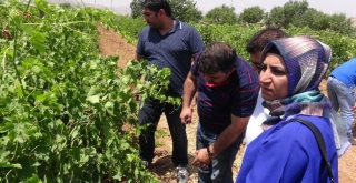 Gercüşte Çiftçilere Eğitim