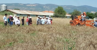 Gördesde Yerel Buğday Projesi Kapsamında Hasat Yapıldı