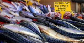 Balıkçılar Palamudun Yolunu Gözlüyor