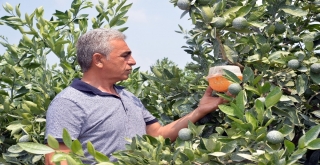 Doğan: Narenciye Enstitüsü Kurulmalı