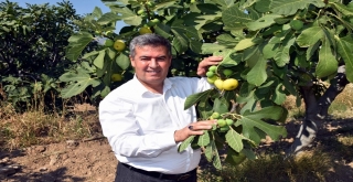 Taze İncirin Başkentinde Hasat Erken Başladı