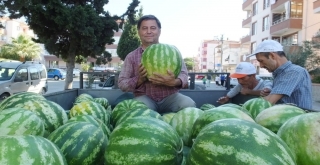 Burhaniyede Yerli Karpuz Çıktı