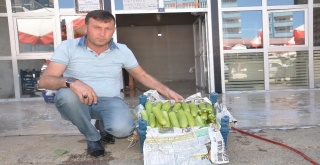 Rusyaya Elbistan Kabağı