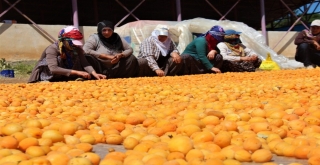 Kayısı, Kadınlar İçin İş Kapısı Oldu