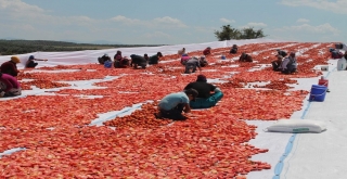 Manisanın Kurutulmuş Domatesleri Dünya Pazarında