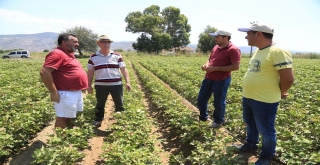 Beyaz Altın Yeniden Rağbet Görmeye Başladı