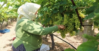 Sultaniye Üzümünde Sezon Açıldı