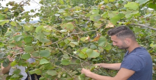 Ordulu çiftçi fındık için '15 Türk Lirası' istiyor