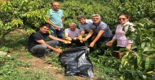 Akdeniz Meyve Sineği İle Poşetli Mücadele