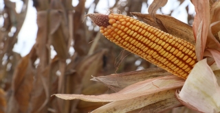 Adana'da mısır hasadı başladı