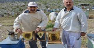 Aksekinin Meşhur Çimi Yaylası Balı İklim Kurbanı Oldu