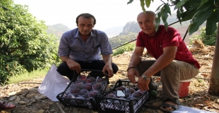 Alanyada Mango Hasadı Başladı