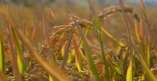 Beyaz Altın Hasadı Başladı